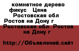 комнатное дерево фикус › Цена ­ 2 500 - Ростовская обл., Ростов-на-Дону г.  »    . Ростовская обл.,Ростов-на-Дону г.